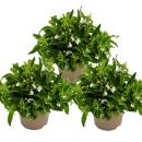 Hanging true to men - white - Lobelia richardii - 11cm - set with 3 plants
