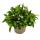 M&auml;nnertreu h&auml;ngend - weiss - Lobelia richardii - 11cm - Set mit 3 Pflanzen 