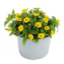 3 verschiedene hängende Balkonpflanzen - 11cm - Lobelia-Sutera-Sanvitalia