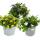 3 different hanging balcony plants - 11cm - Lobelia-Sutera-Sanvitalia