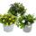 3 verschiedene hängende Balkonpflanzen - 11cm - Lobelia-Sutera-Sanvitalia