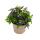 3 verschiedene h&auml;ngende Balkonpflanzen - 11cm - Lobelia-Sutera-Sanvitalia