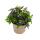 3 verschiedene hängende Balkonpflanzen - 11cm - Lobelia-Sutera-Sanvitalia