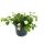 3 verschiedene hängende Balkonpflanzen - 11cm - Lobelia-Sutera-Sanvitalia