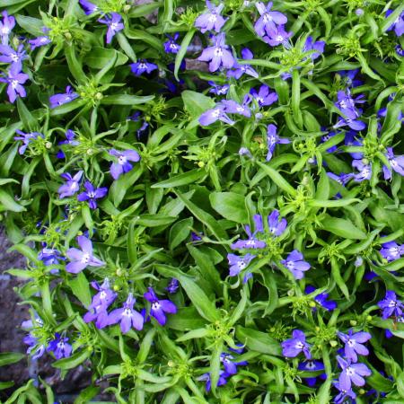 Hanging true to men - blue - Lobelia richardii - 11cm - Set with 3 plants