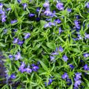 Tenture fidèle aux hommes - bleu - Lobelia...