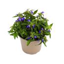 Tenture fidèle aux hommes - bleu - Lobelia...