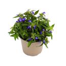 Männertreu hängend - blau - Lobelia richardii - 11cm - Set mit 3 Pflanzen