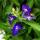 Hanging true to men - blue - Lobelia richardii - 11cm - Set with 3 plants