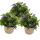 Tenture fidèle aux hommes - bleu - Lobelia richardii - 11cm - Set de 3 plantes