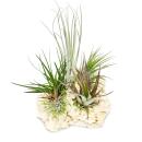 Tillandsias sur le rocher de Zanzibar - xxl - 5 plantes