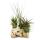 Tillandsia Arrangement on Zanzibar Skirt - XXL - 5 plants