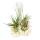 Tillandsia Arrangement on Zanzibar Skirt - XXL - 5 plants