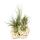 Tillandsia Arrangement on Zanzibar Skirt - XXL - 5 plants