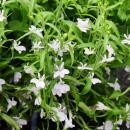 Hanging true to men - white - Lobelia richardii - 11cm -...