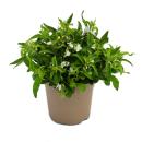 Hanging true to men - white - Lobelia richardii - 11cm - set with 3 plants