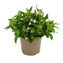 Tenture fidèle aux hommes - blanc - Lobelia richardii - 11cm - set de 3 plantes