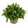 Tenture fidèle aux hommes - blanc - Lobelia richardii - 11cm - set de 3 plantes
