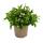 Tenture fidèle aux hommes - blanc - Lobelia richardii - 11cm - set de 3 plantes