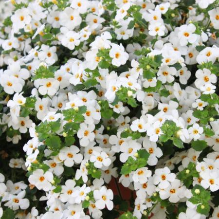 Schneeflockenblume - weiss - Sutera diffusa - 11cm - Set mit 3 Pflanzen