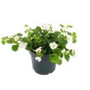 Schneeflockenblume - weiss - Sutera diffusa - 11cm - Set mit 3 Pflanzen