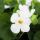 Snowflake flower - white - Sutera diffusa - 11cm - set with 3 plants