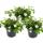 Snowflake flower - white - Sutera diffusa - 11cm - set with 3 plants