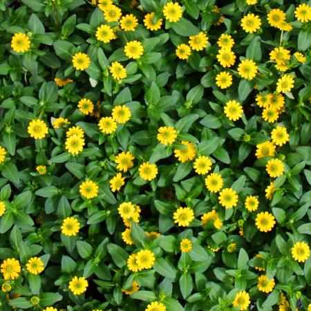 Husarenkn&ouml;pfchen - gelb - Sanvitalia - 12cm - Set mit 3 Pflanzen