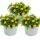 Bouton Hussard - jaune - Sanvitalia - 12cm - set de 3 plantes