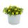 Husarenkn&ouml;pfchen - gelb - Sanvitalia - 12cm - Set mit 3 Pflanzen