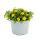 Bouton Hussard - jaune - Sanvitalia - 12cm - set de 3 plantes