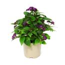 Fleur de vanille - héliotropium - 11cm - set de 3 plantes