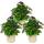 Vanilleblume - Heliotropium - 11cm - Set mit 3 Pflanzen
