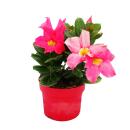 Dipladenia - Chilean jasmine - different colors - 9cm pot...