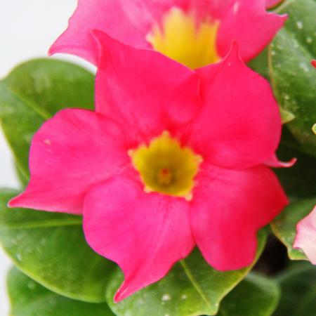 Dipladenia - Chilenischer Jasmin - 10cm Topf - 1 Pflanze - rosa