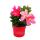 Dipladenia - Chilenischer Jasmin - 10cm Topf - 1 Pflanze - rosa