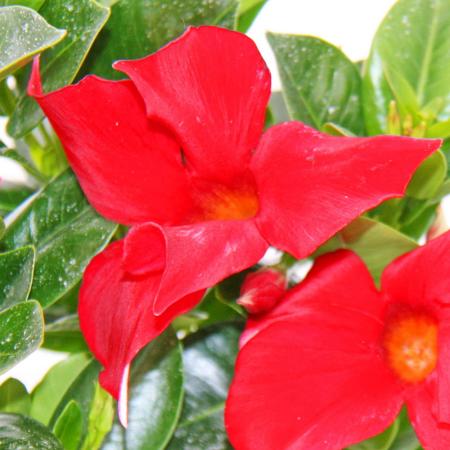 Dipladenia - Chilenischer Jasmin - 10cm Topf - 1 Pflanze - rot