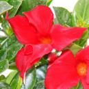 Dipladenia - Chilenischer Jasmin - 10cm Topf - 1 Pflanze...