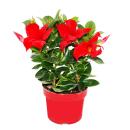 Dipladenia - Jasmin du Chili - pot 9cm - 1 plante - rouge