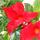 Dipladenia - Jasmin du Chili - pot 9cm - 1 plante - rouge