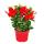Dipladenia - Chilean jasmine - 9cm pot - 1 plant - red