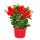 Dipladenia - Jasmin du Chili - pot 9cm - 1 plante - rouge
