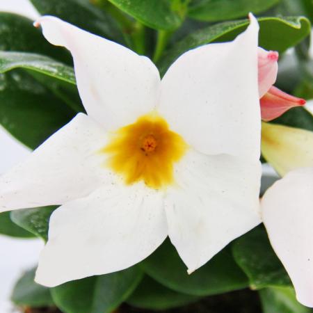 Dipladenia - Chilean jasmine - 9cm pot - 1 plant - white