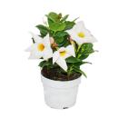 Dipladenia - Chilean jasmine - 9cm pot - 1 plant - white