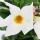 Dipladenia - Chilenischer Jasmin - 10cm Topf - 1 Pflanze - weiss