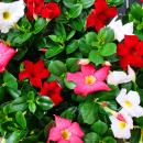 Dipladenia - Chilenischer Jasmin - verschiedene Farben -...