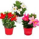 Dipladenia - Chilenischer Jasmin - verschiedene Farben -...