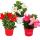 Dipladenia - Chilenischer Jasmin - verschiedene Farben - 10cm Topf - Set mit 3 Pflanzen