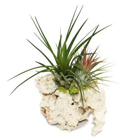 Tillandsia Arrangement on Zanzibar Skirt - L - 2 plants