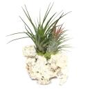 Tillandsias sur le rocher de Zanzibar - l - 2 plantes